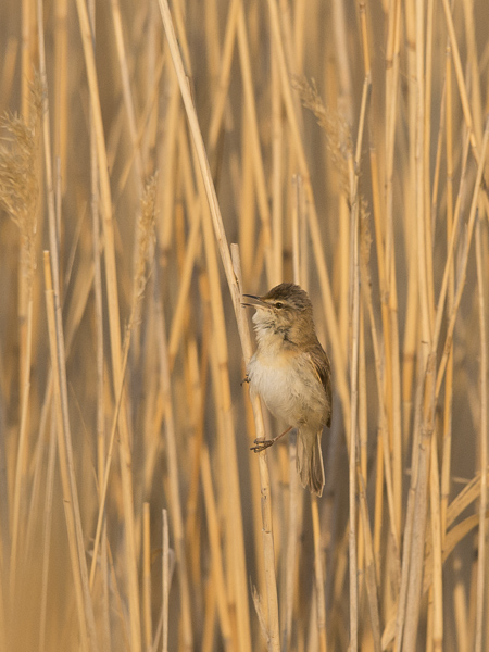 Kenttäkerttunen, Paddyfield Warbler, Acrocephalus agricola