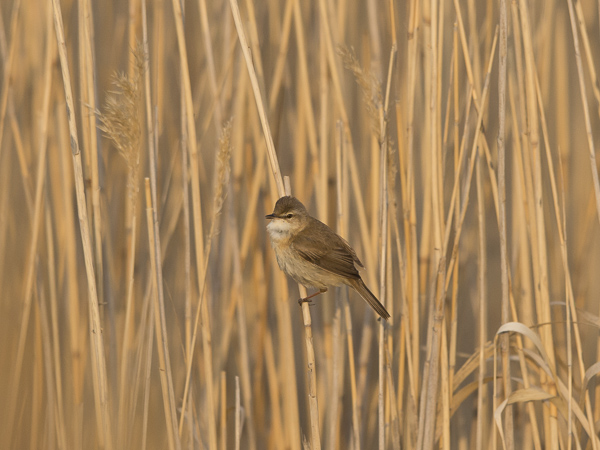 Kenttäkerttunen, Paddyfield Warbler, Acrocephalus agricola
