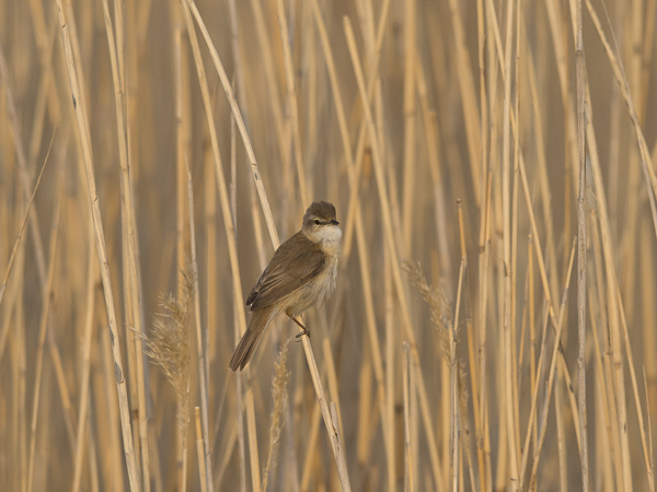Kenttäkerttunen, Paddyfield Warbler, Acrocephalus agricola