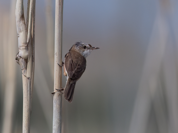 Kenttäkerttunen, Paddyfield Warbler, Acrocephalus agricola