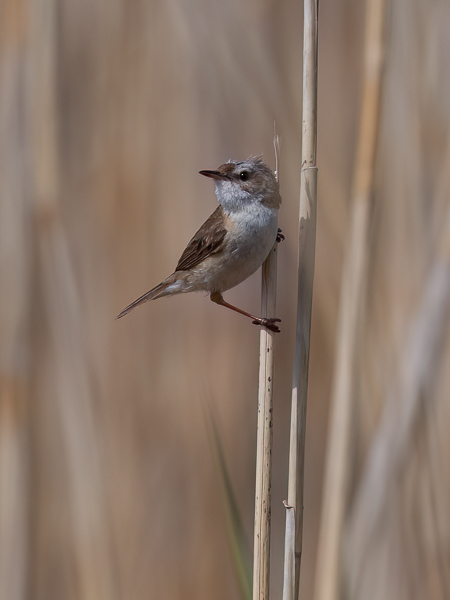 Kenttäkerttunen, Paddyfield Warbler, Acrocephalus agricola