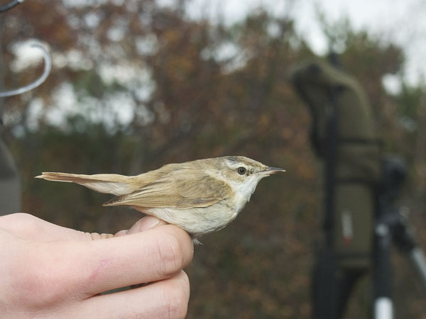 Kenttäkerttunen, Paddyfield Warbler, Acrocephalus agricola