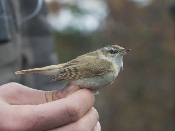 Kenttäkerttunen, Paddyfield Warbler, Acrocephalus agricola