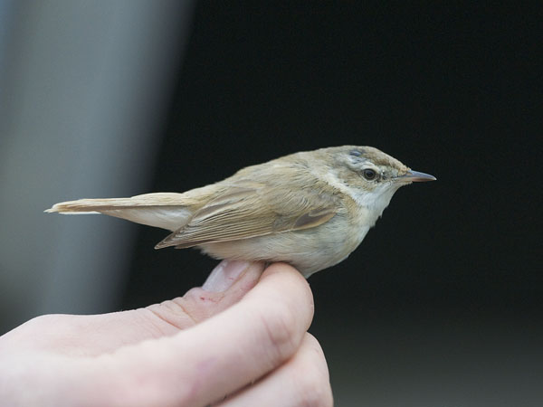 Kenttäkerttunen, Paddyfield Warbler, Acrocephalus agricola