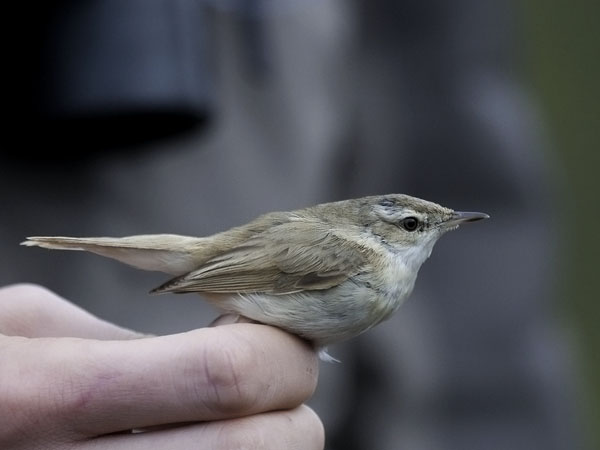Kenttäkerttunen, Paddyfield Warbler, Acrocephalus agricola