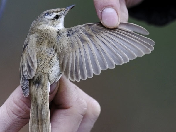 Kenttäkerttunen, Paddyfield Warbler, Acrocephalus agricola