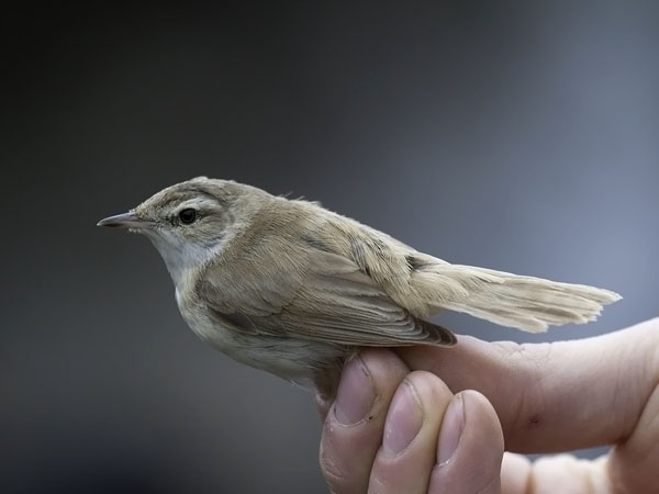 Kenttäkerttunen, Paddyfield Warbler, Acrocephalus agricola