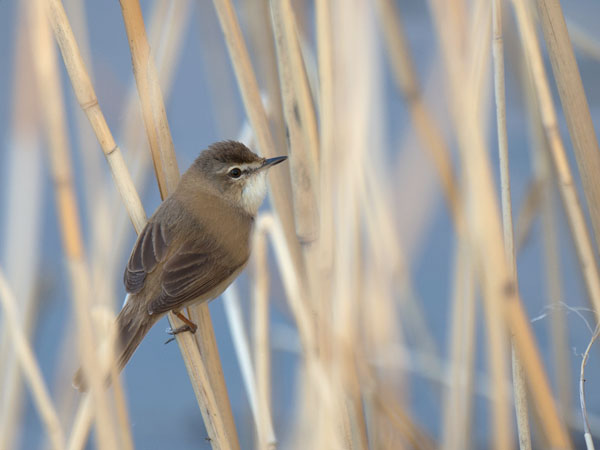 Kenttäkerttunen, Paddyfield Warbler, Acrocephalus agricola