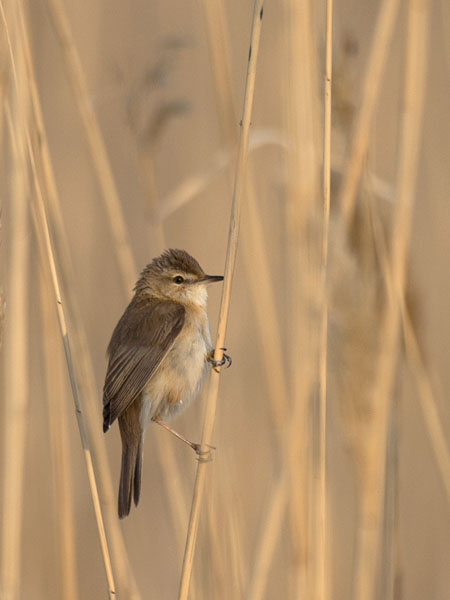 Kenttäkerttunen, Paddyfield Warbler, Acrocephalus agricola
