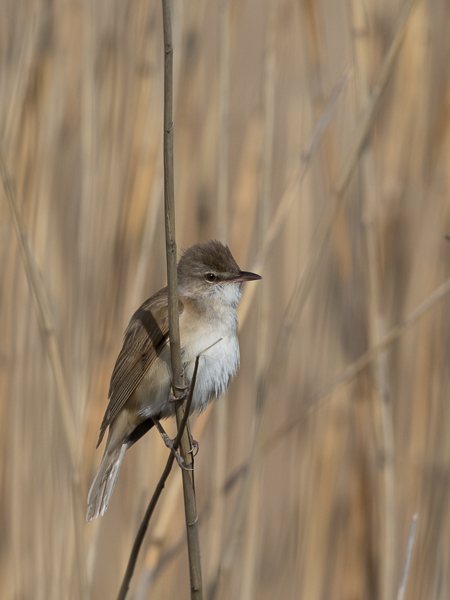 Rastaskerttunen, Great Reed Warbler, Acrocephalus arundinaceus