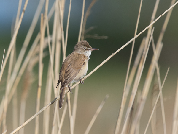 Rastaskerttunen, Great Reed Warbler, Acrocephalus arundinaceus