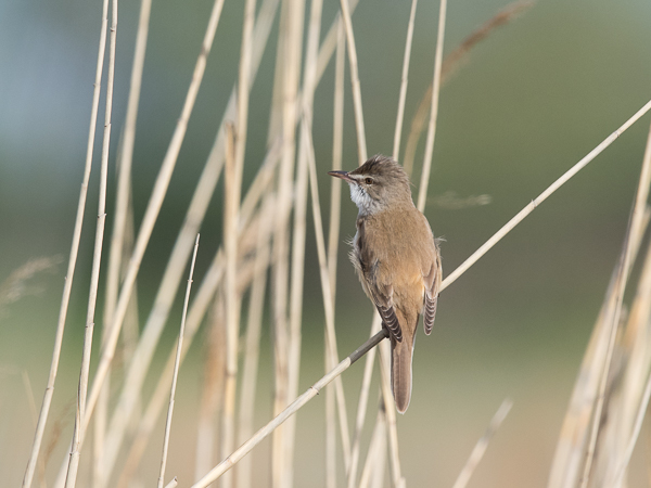 Rastaskerttunen, Great Reed Warbler, Acrocephalus arundinaceus