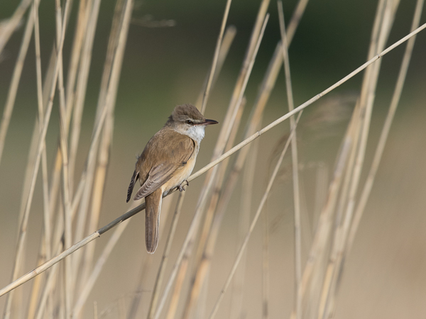 Rastaskerttunen, Great Reed Warbler, Acrocephalus arundinaceus