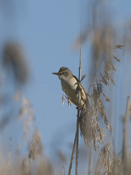 Rastaskerttunen, Great Reed Warbler, Acrocephalus arundinaceus