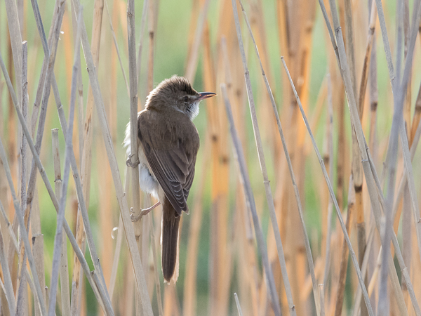 Rastaskerttunen, Great Reed Warbler, Acrocephalus arundinaceus