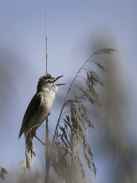 Rastaskerttunen, Great Reed Warbler, Acrocephalus arundinaceus