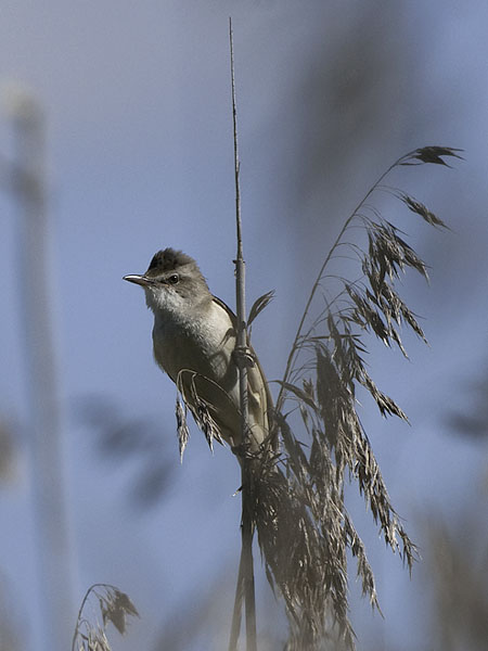 Rastaskerttunen, Great Reed Warbler, Acrocephalus arundinaceus