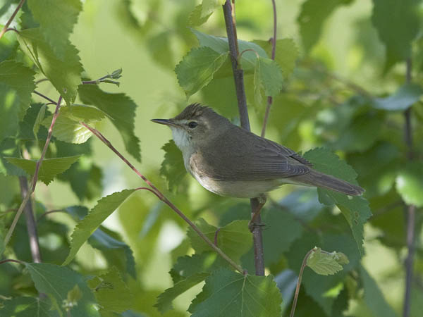 Viitakerttunen, Blyth's Reed Warbler, Acrocephalus dumetorum