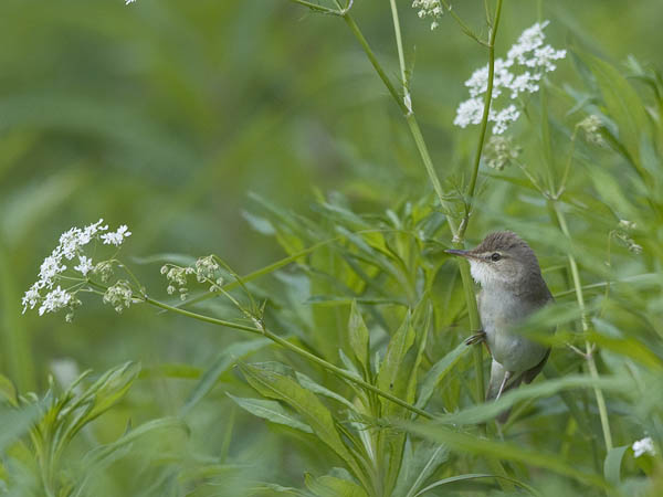 Viitakerttunen, Blyth's Reed Warbler, Acrocephalus dumetorum