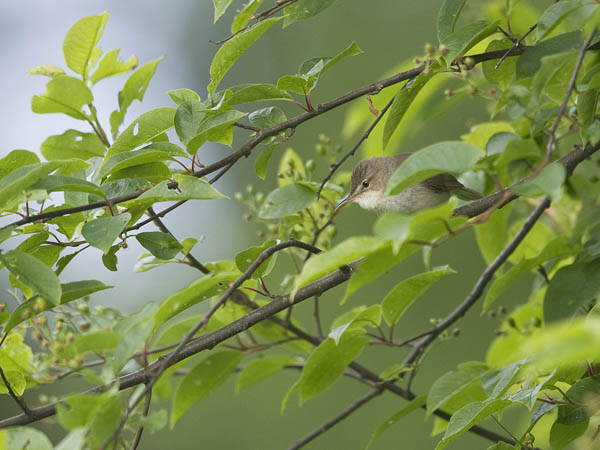 Viitakerttunen, Blyth's Reed Warbler, Acrocephalus dumetorum