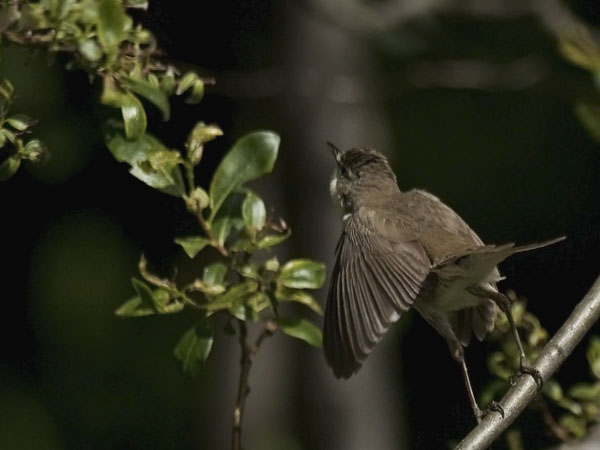 Viitakerttunen, Blyth's Reed Warbler, Acrocephalus dumetorum