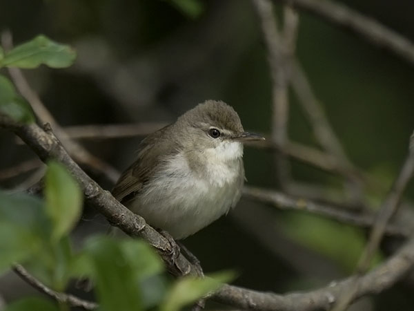 Viitakerttunen, Blyth's Reed Warbler, Acrocephalus dumetorum