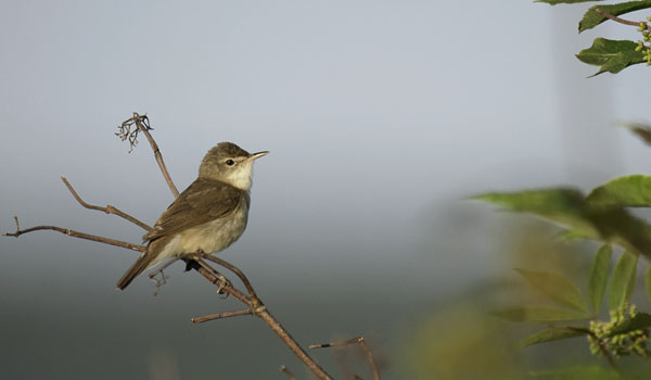 Viitakerttunen, Blyth's Reed Warbler, Acrocephalus dumetorum