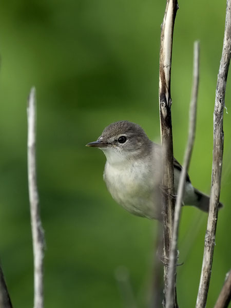 Viitakerttunen, Blyth's Reed Warbler, Acrocephalus dumetorum