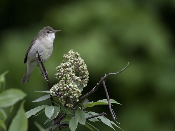 Viitakerttunen, Blyth's Reed Warbler, Acrocephalus dumetorum