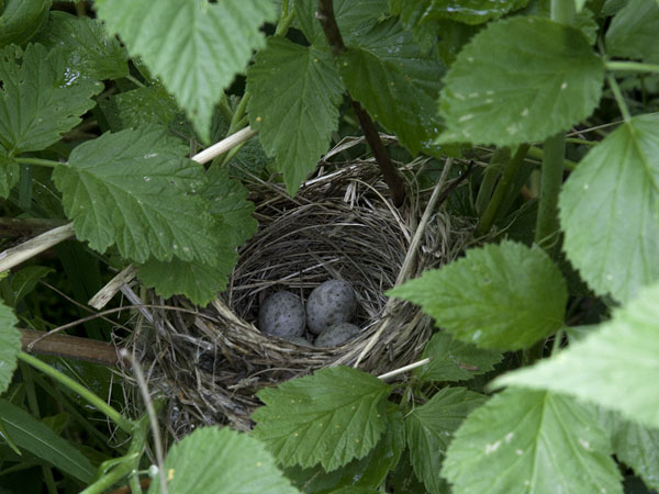 Viitakerttunen, Blyth's Reed Warbler, Acrocephalus dumetorum