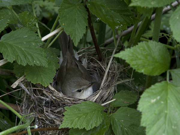 Viitakerttunen, Blyth's Reed Warbler, Acrocephalus dumetorum
