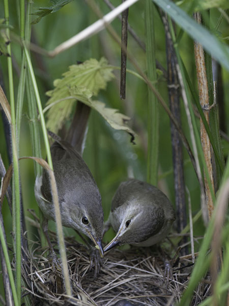 Viitakerttunen, Blyth's Reed Warbler, Acrocephalus dumetorum