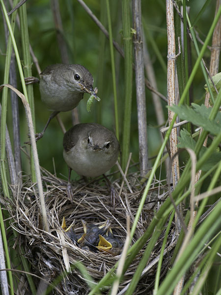 Viitakerttunen, Blyth's Reed Warbler, Acrocephalus dumetorum