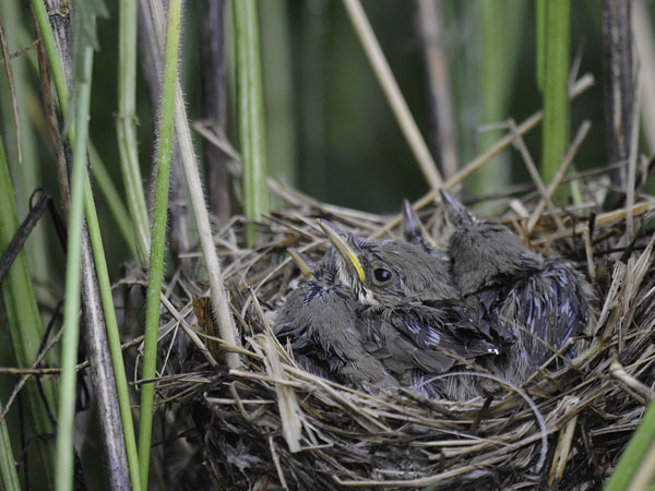 Viitakerttunen, Blyth's Reed Warbler, Acrocephalus dumetorum