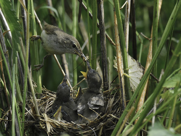 Viitakerttunen, Blyth's Reed Warbler, Acrocephalus dumetorum