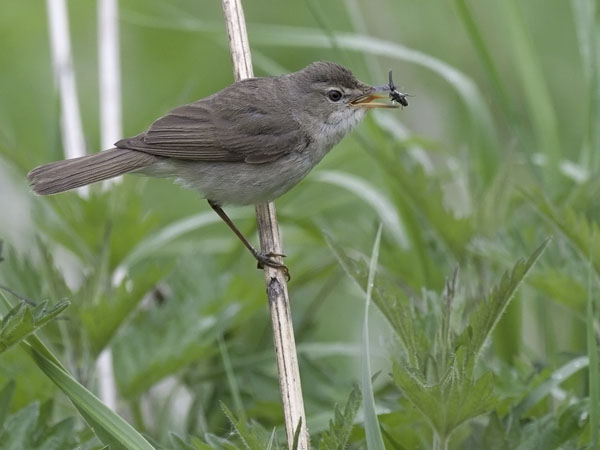 Viitakerttunen, Blyth's Reed Warbler, Acrocephalus dumetorum