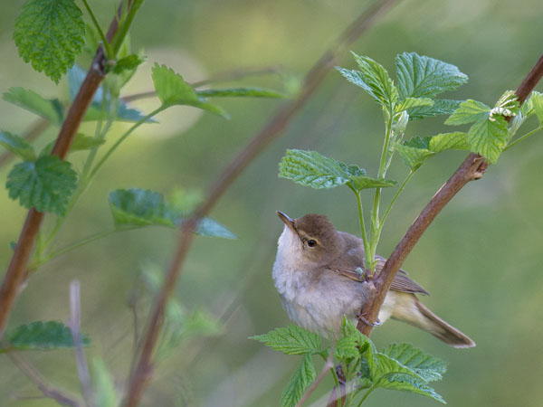 Viitakerttunen, Blyth's Reed Warbler, Acrocephalus dumetorum