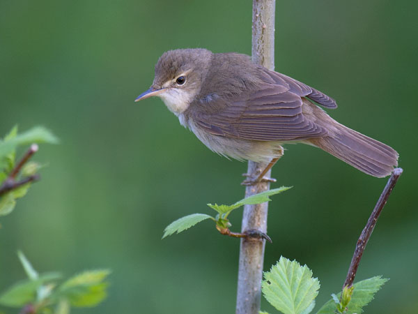 Viitakerttunen, Blyth's Reed Warbler, Acrocephalus dumetorum