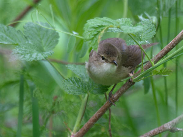 Viitakerttunen, Blyth's Reed Warbler, Acrocephalus dumetorum