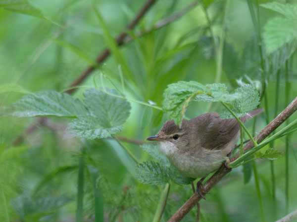 Viitakerttunen, Blyth's Reed Warbler, Acrocephalus dumetorum