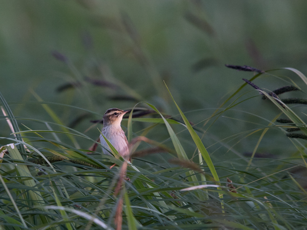 Sarakerttunen, Aquatic Warbler, Acrocephalus paludicola