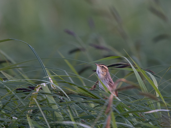Sarakerttunen, Aquatic Warbler, Acrocephalus paludicola