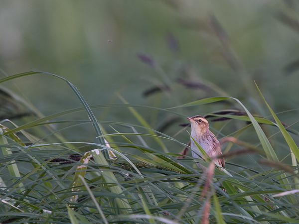 Sarakerttunen, Aquatic Warbler, Acrocephalus paludicola