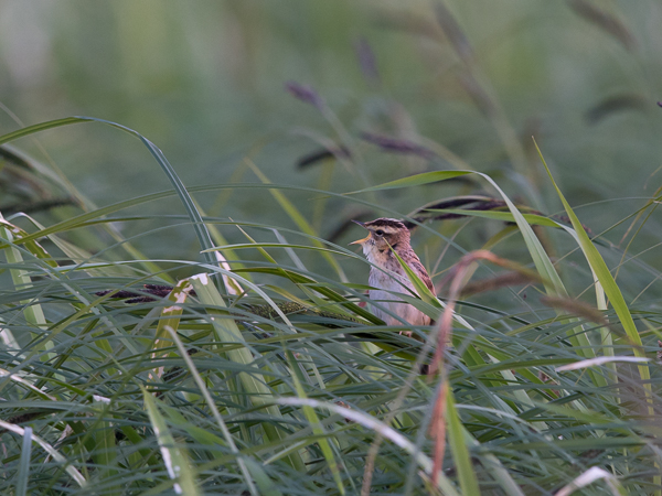 Sarakerttunen, Aquatic Warbler, Acrocephalus paludicola
