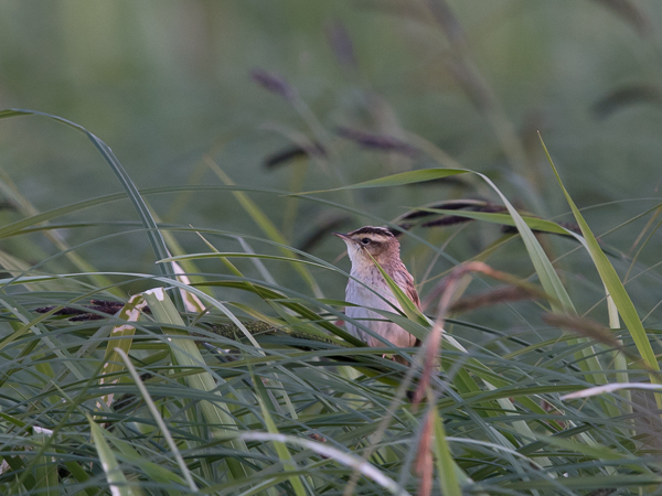 Sarakerttunen, Aquatic Warbler, Acrocephalus paludicola