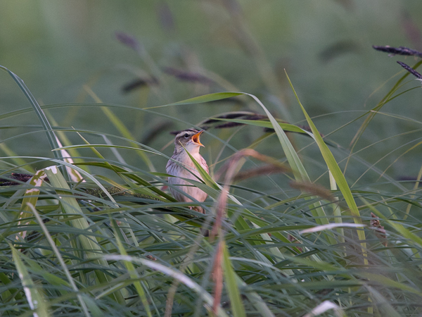 Sarakerttunen, Aquatic Warbler, Acrocephalus paludicola