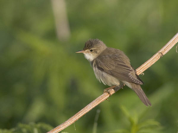 Luhtakerttunen, Marsh Warbler, Acrocephalus palustris