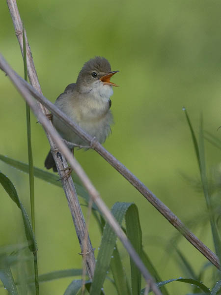 Luhtakerttunen, Marsh Warbler, Acrocephalus palustris