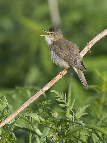 Luhtakerttunen, Marsh Warbler, Acrocephalus palustris