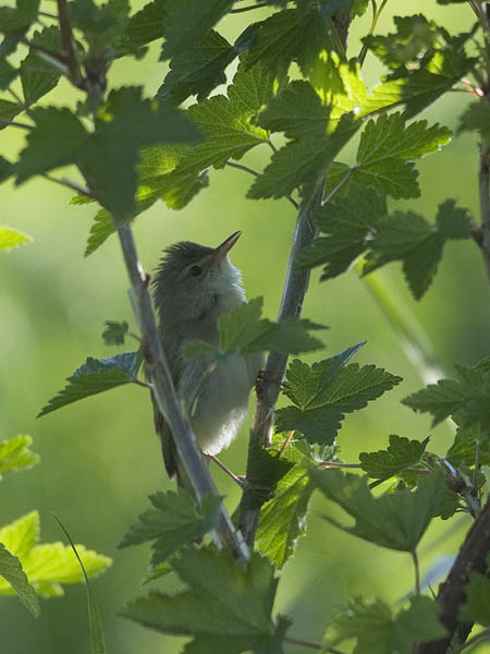 Luhtakerttunen, Marsh Warbler, Acrocephalus palustris
